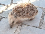 Small
