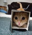 Small