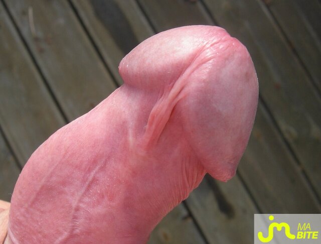 Photo de la bite de Bear