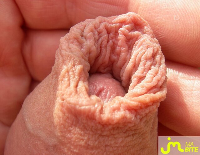 Photo de la bite de Bear
