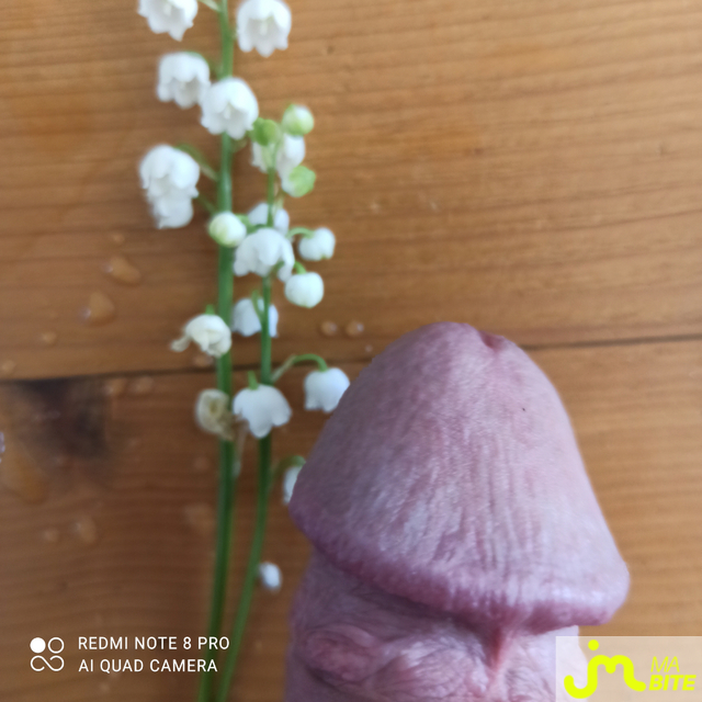 bites de lcmr
