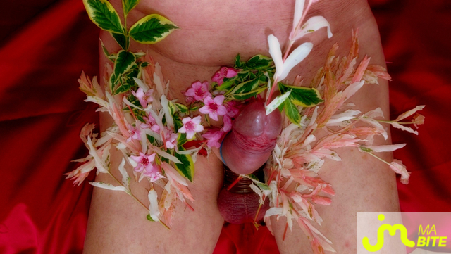 bites de Vxmâlebi46