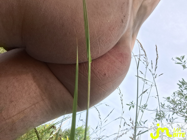 bites de Naturist54