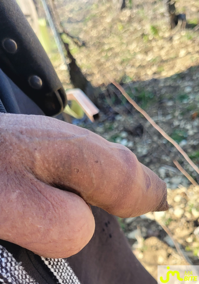 bites de chablisien89