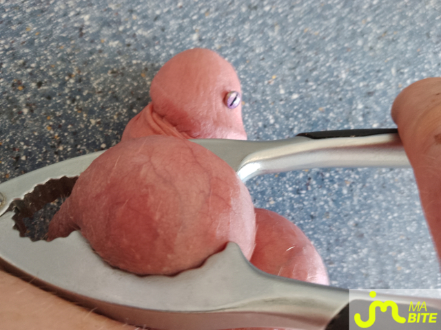 bites de Biboulngt