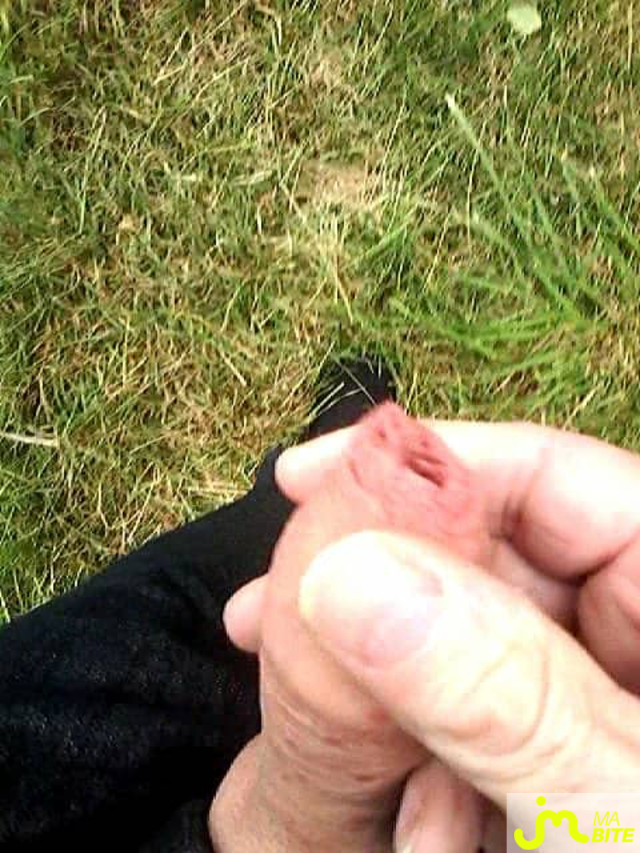 bites de Veys 59