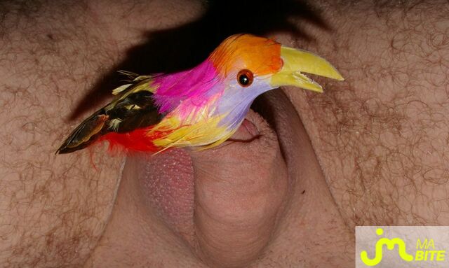 bites de 1kikoo