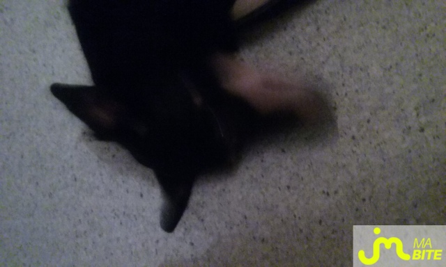 bites de Gorgone le bi