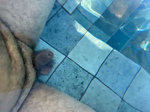 Photos de bites : Mol et poilu 