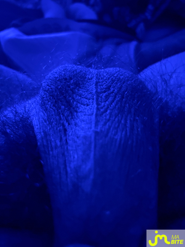 bites de Levesoulien