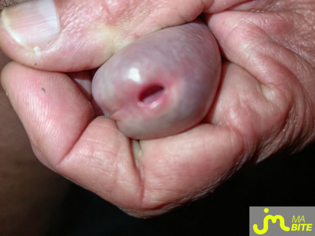 bites de Le Grand Houdini