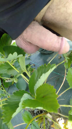 Photos de bites : Queue &agrave; l'air