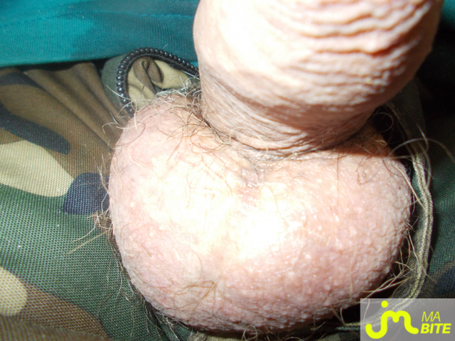 Photos de bites : sortie en mode repos