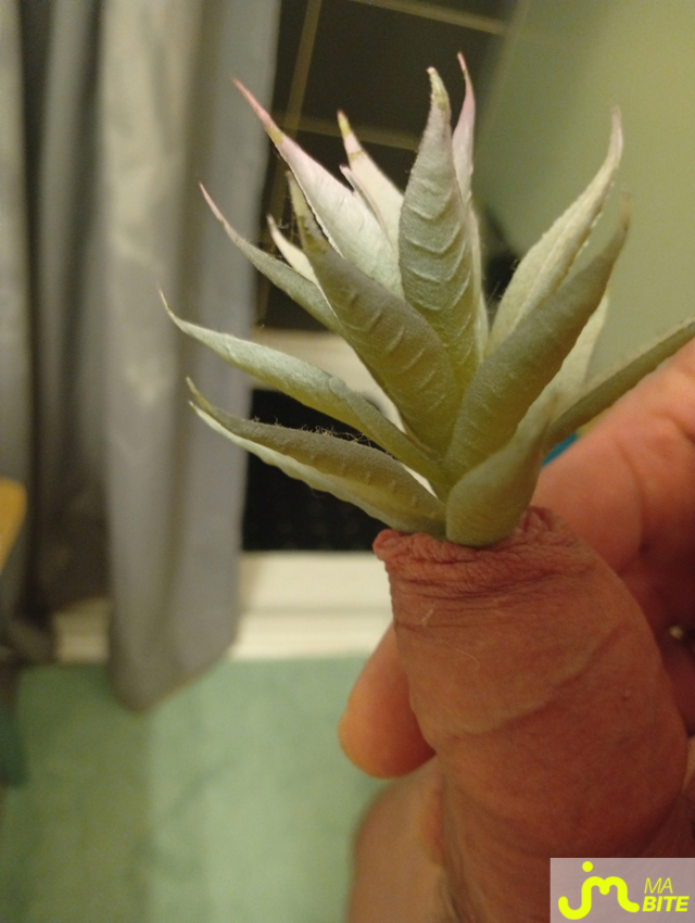 Photos de bites : Bite printanni&egrave;re.