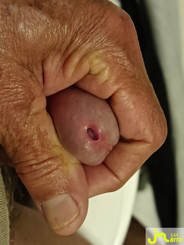 bites de Le Grand Houdini