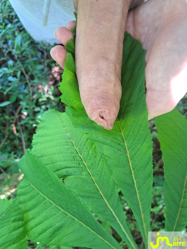 bites de Leobigstick