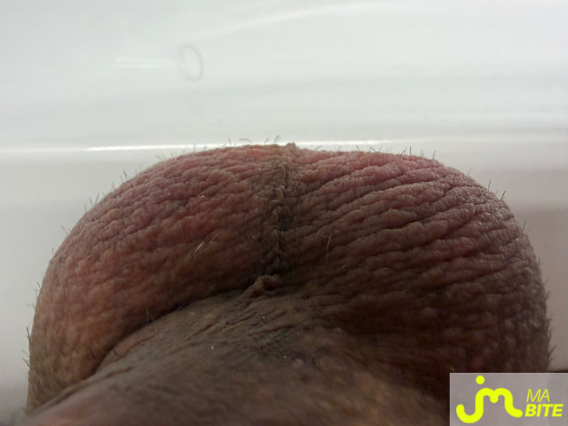 bites de Mau6950