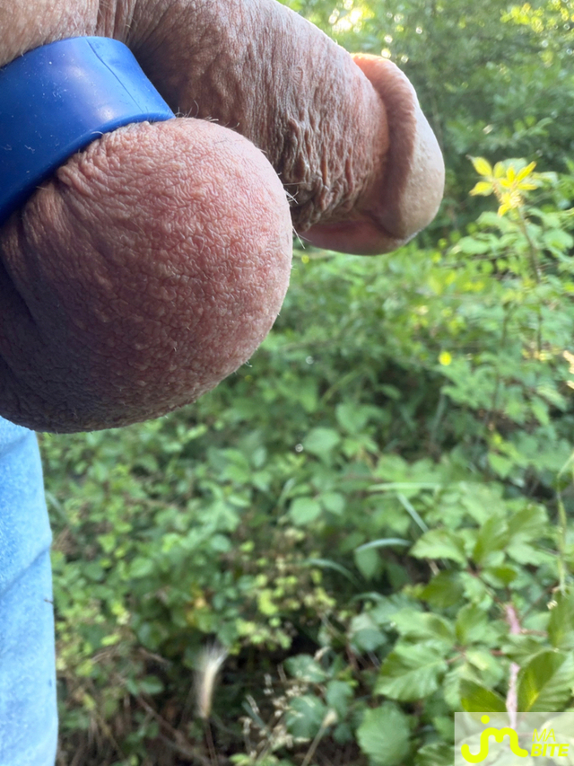bites de Mau6950