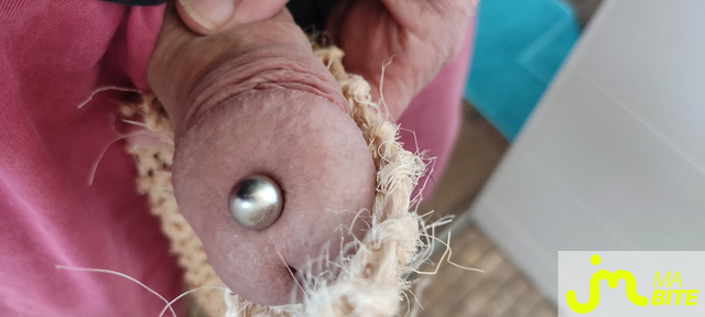 bites de Piercing 