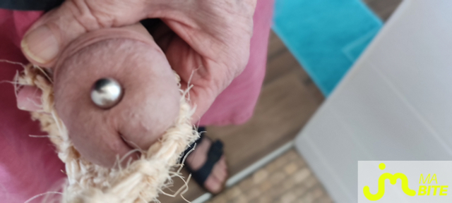 bites de Piercing 