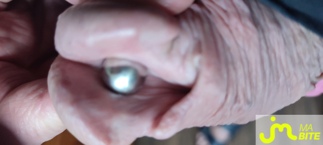 bites de Piercing 