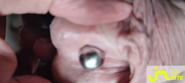 bites de Piercing 