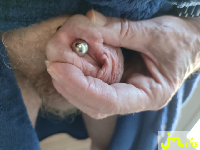 bites de Piercing 