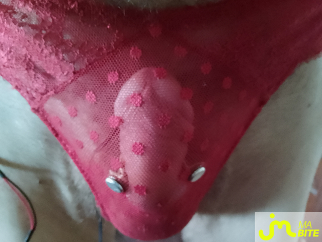 bites de Charlingerie