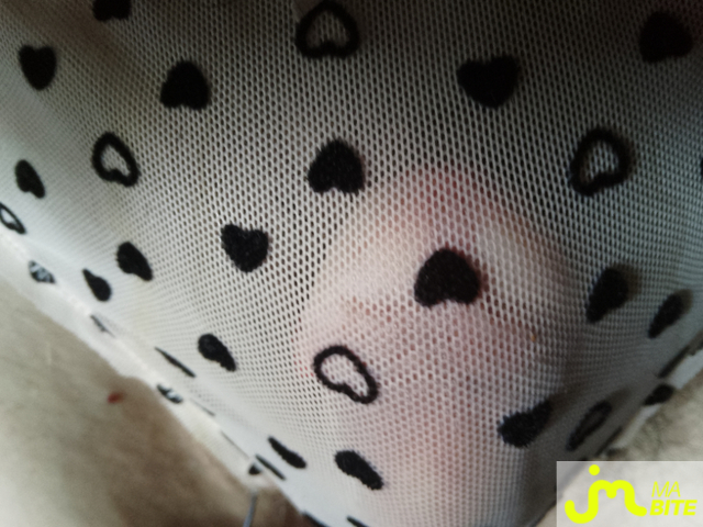 bites de Charlingerie
