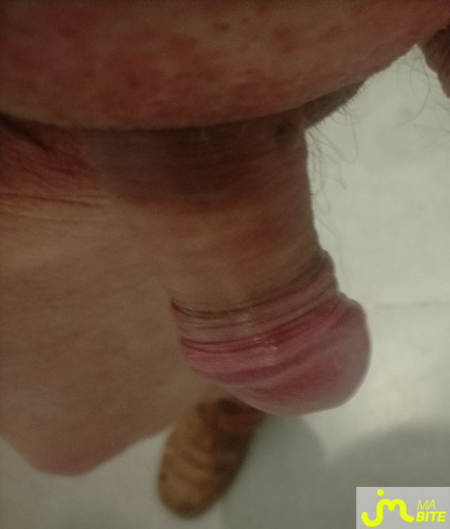 bites de zeub84