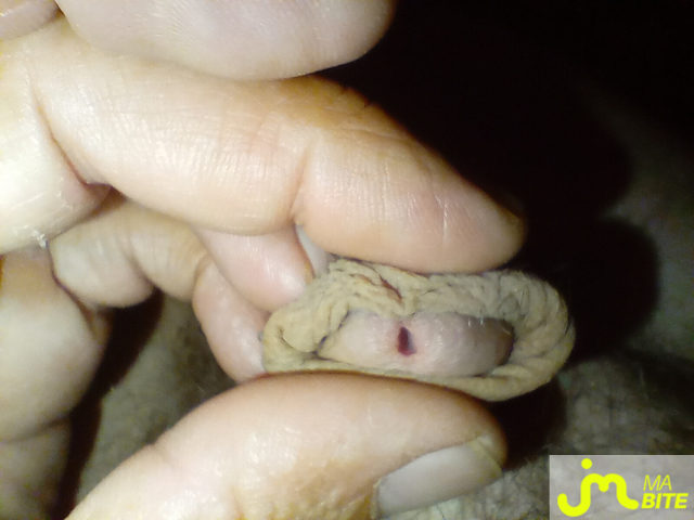 bites de rahan77333