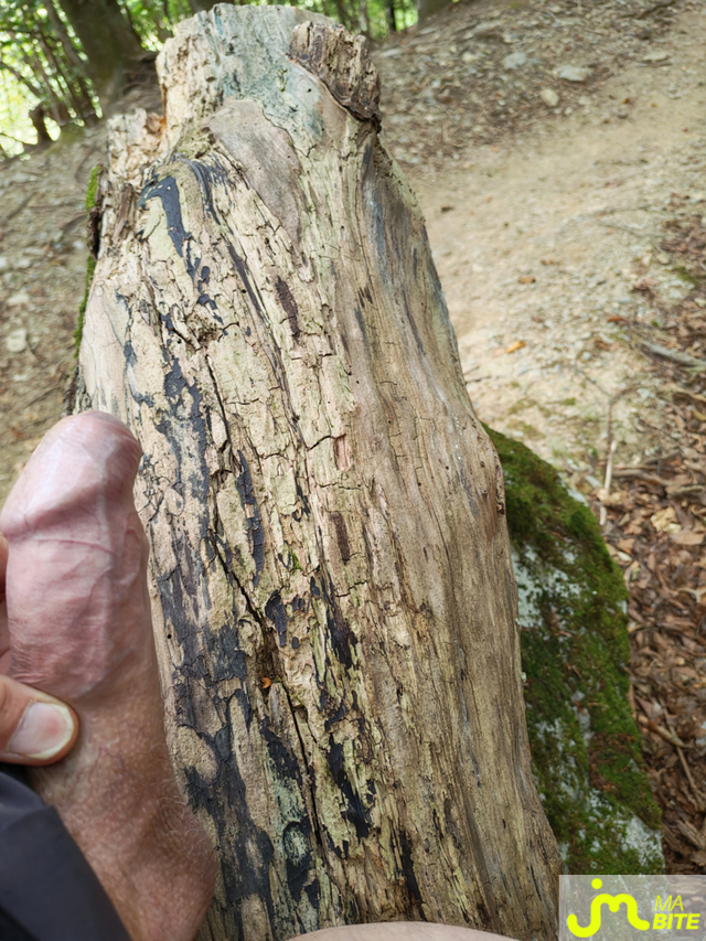 bites de Montain