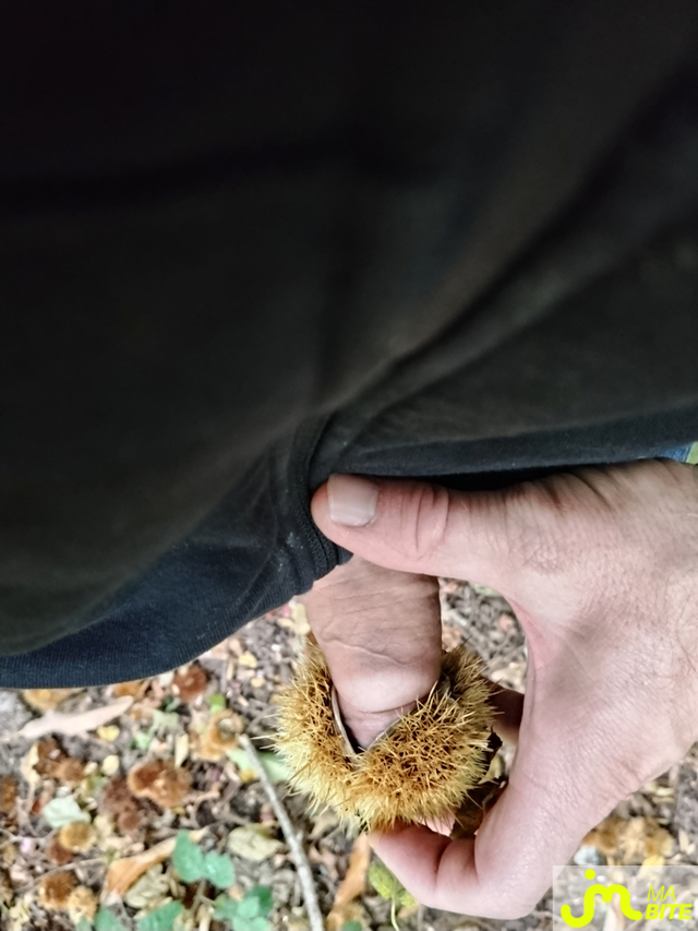 bites de trounormand